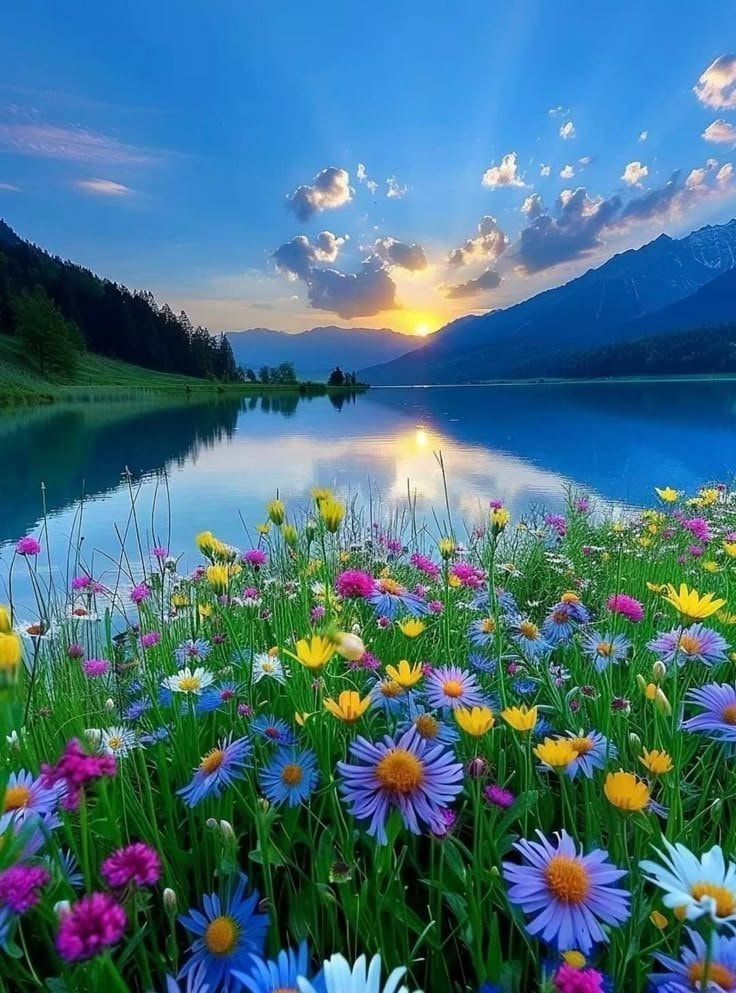 wildflower field lake sunset wildflower field lake sunset