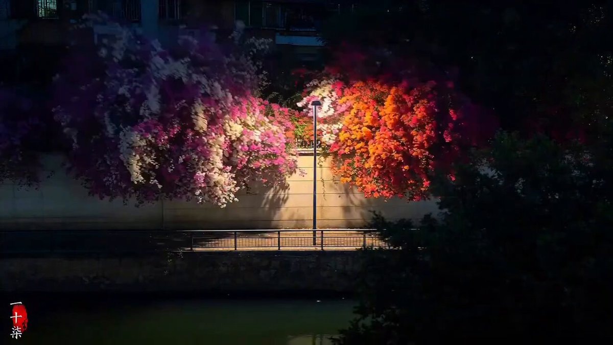 bougainvillea at night