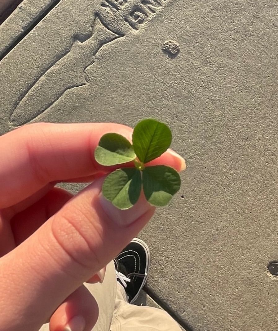 Four-leaf clover in a field 🍀 (photo 2 of 2)