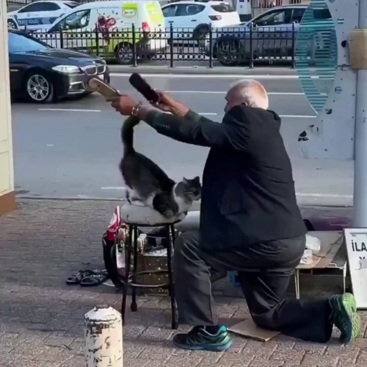 Turkey shoe shiner cat brushing