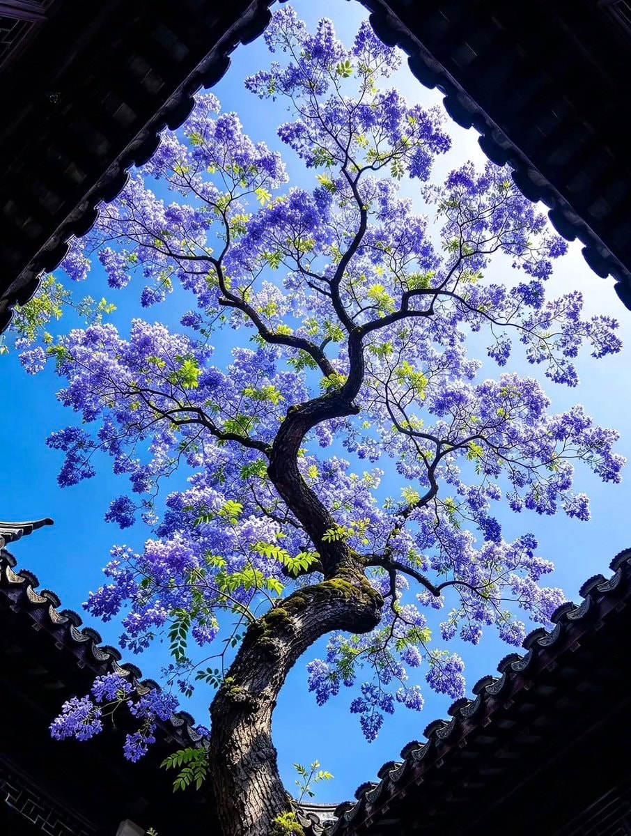Jacaranda tree in bloom Jacaranda tree in bloom