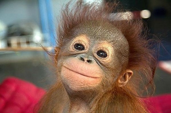 Baby orangutan