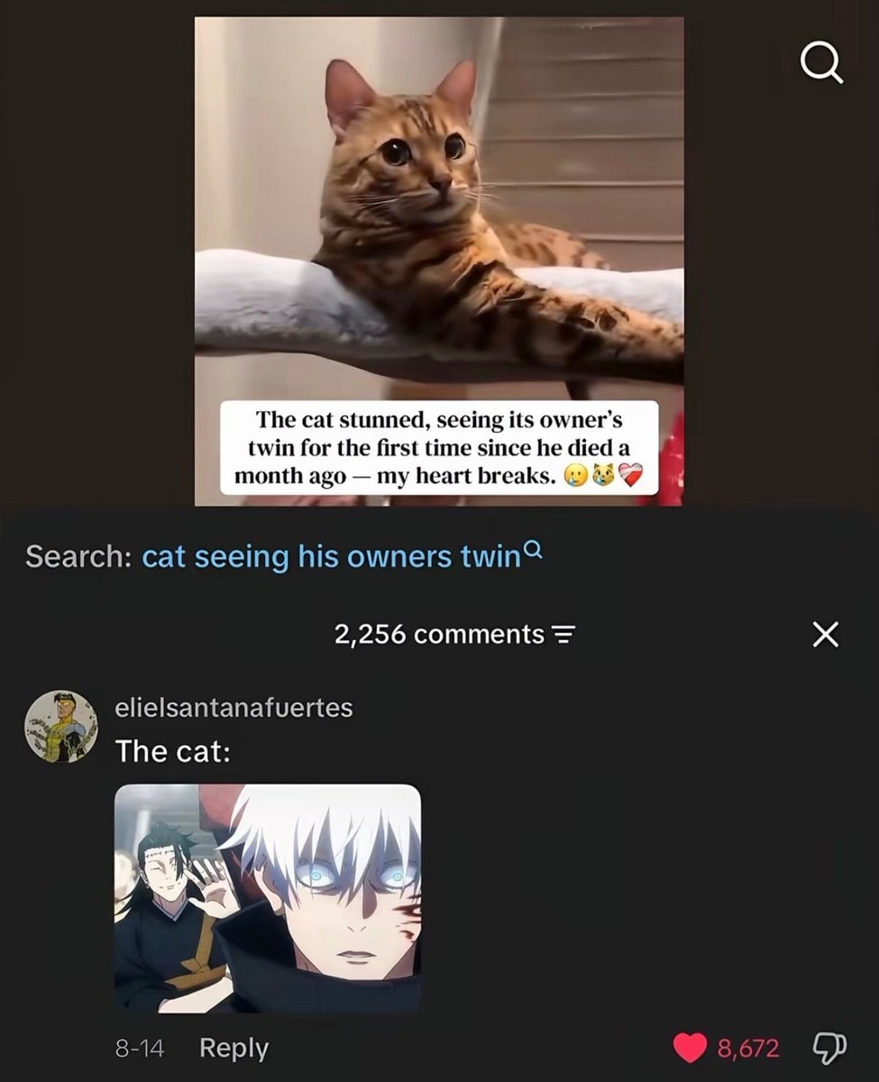 cat stunned by owner's twin cat stunned by owner's twin