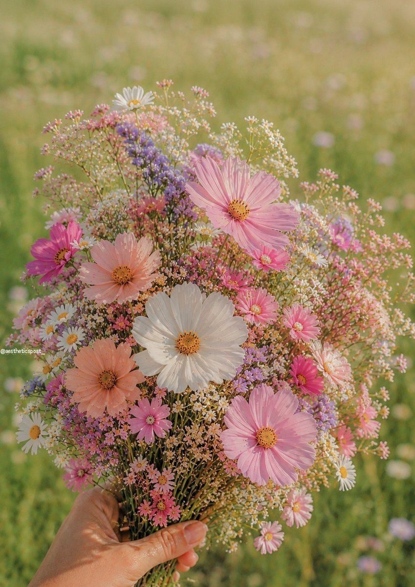wildflowers in a meadow