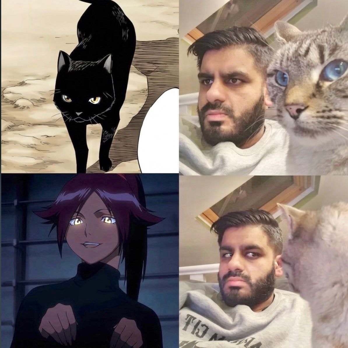 anime cat meme