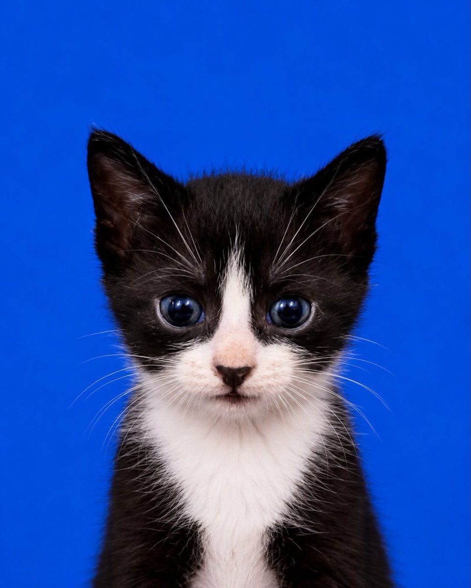 Kitten blue eyes passport photo (photo 2 of 2)