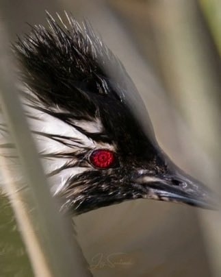 white-tufted grebe blood-red eyes