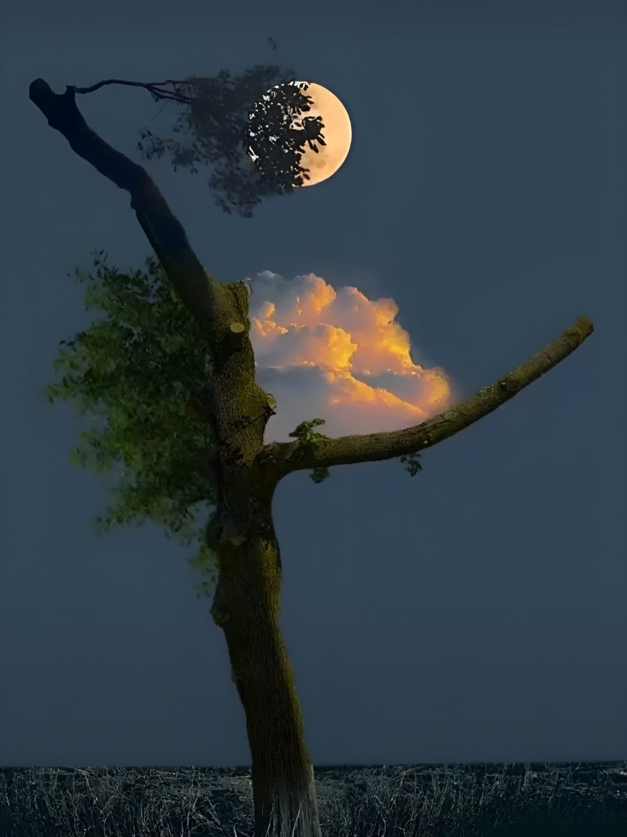 surreal nature scene with ivy tree (photo 2 of 4)