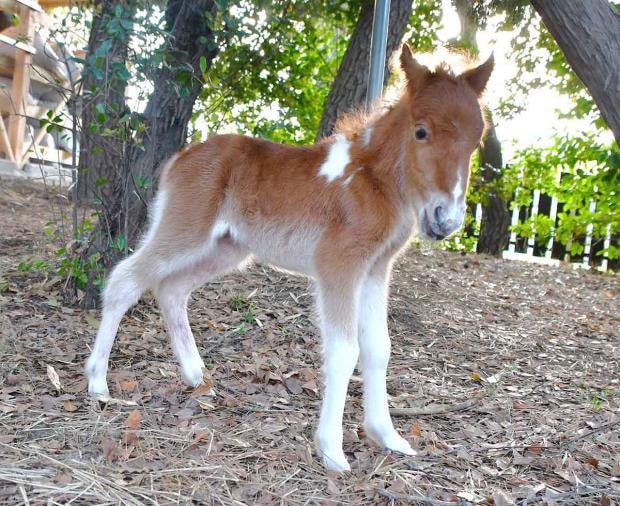 Yae foal Hiratsuka Hachimangu Shrine ✨ Yae foal Hiratsuka Hachimangu Shrine ✨