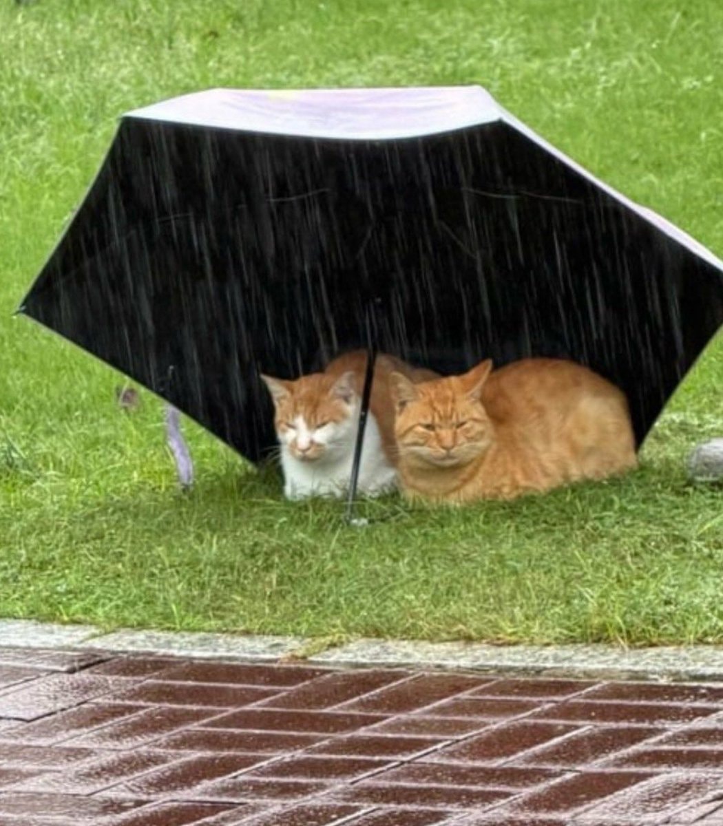 Two cats under umbrella in Nanjing storm (photo 2 of 2)