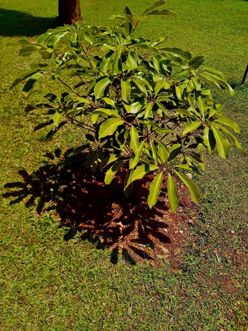 glossy green leaves (photo 2 of 2)