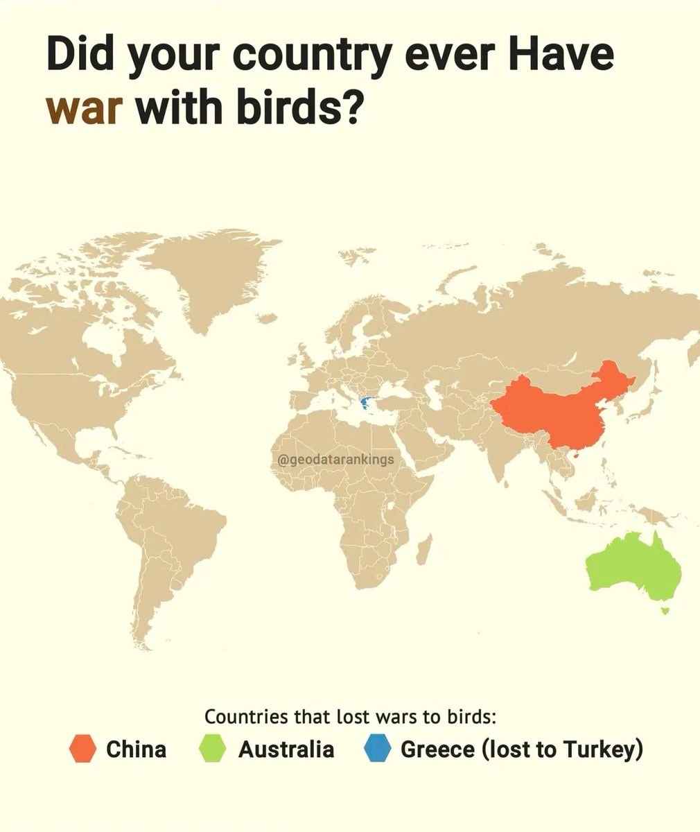 war with birds