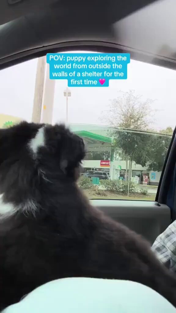 Puppy leaving shelter with new owner