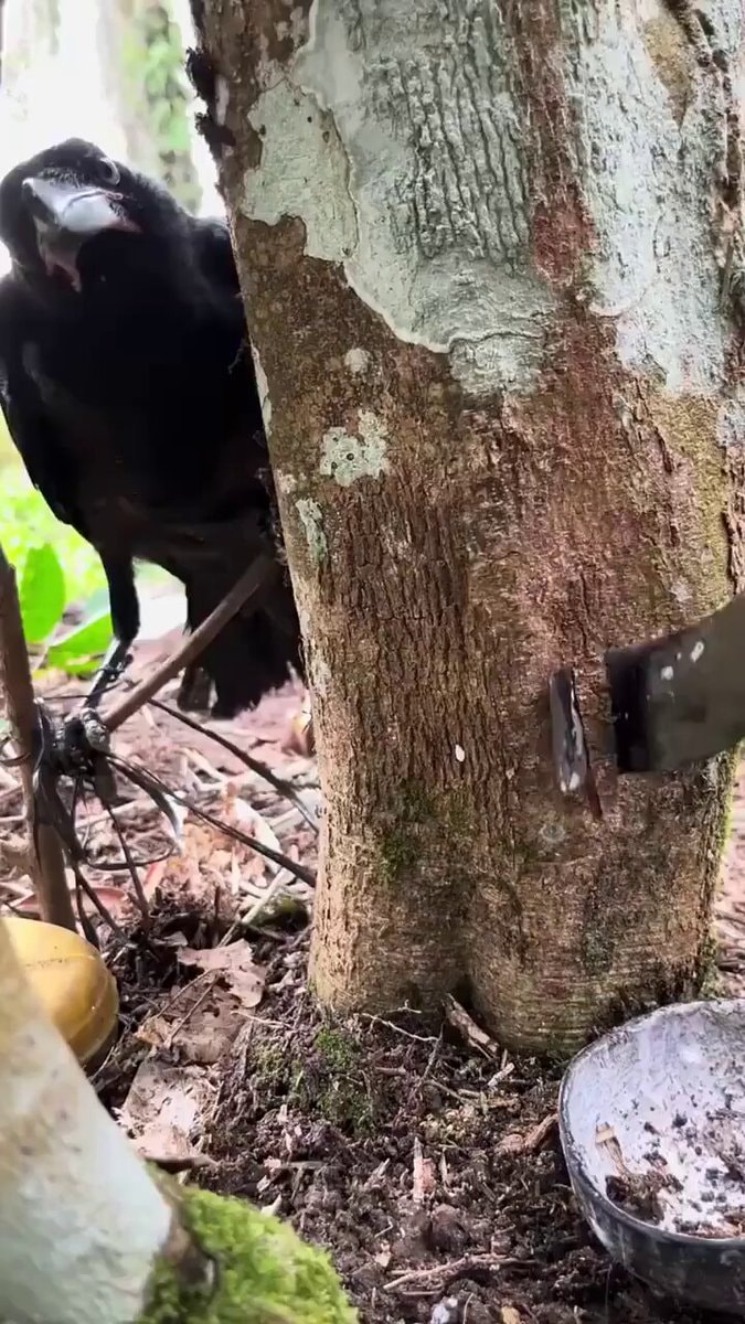 Natural rubber from Hevea brasiliensis trees
