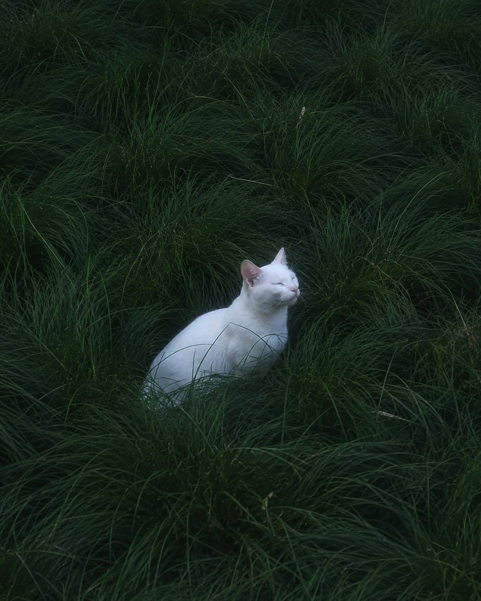 white cat in grass