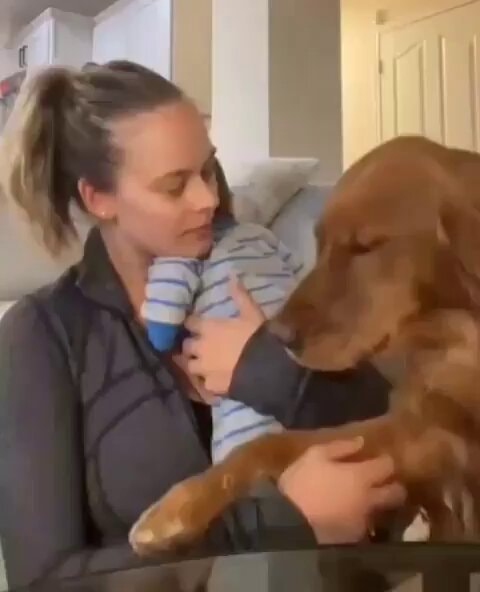 loyal dog supporting mom and baby