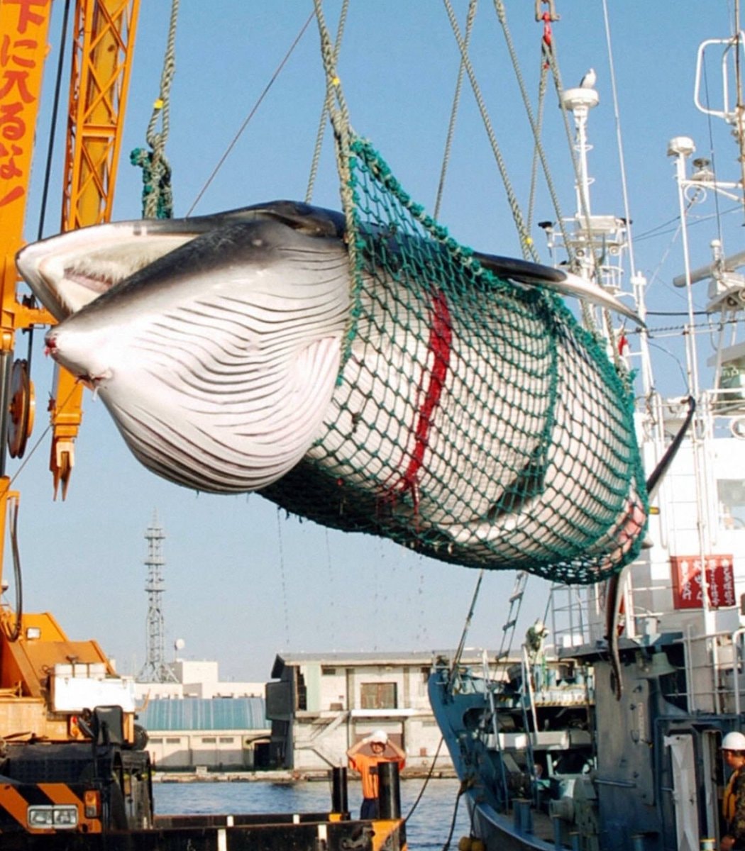 Iceland whaling ban evaluation