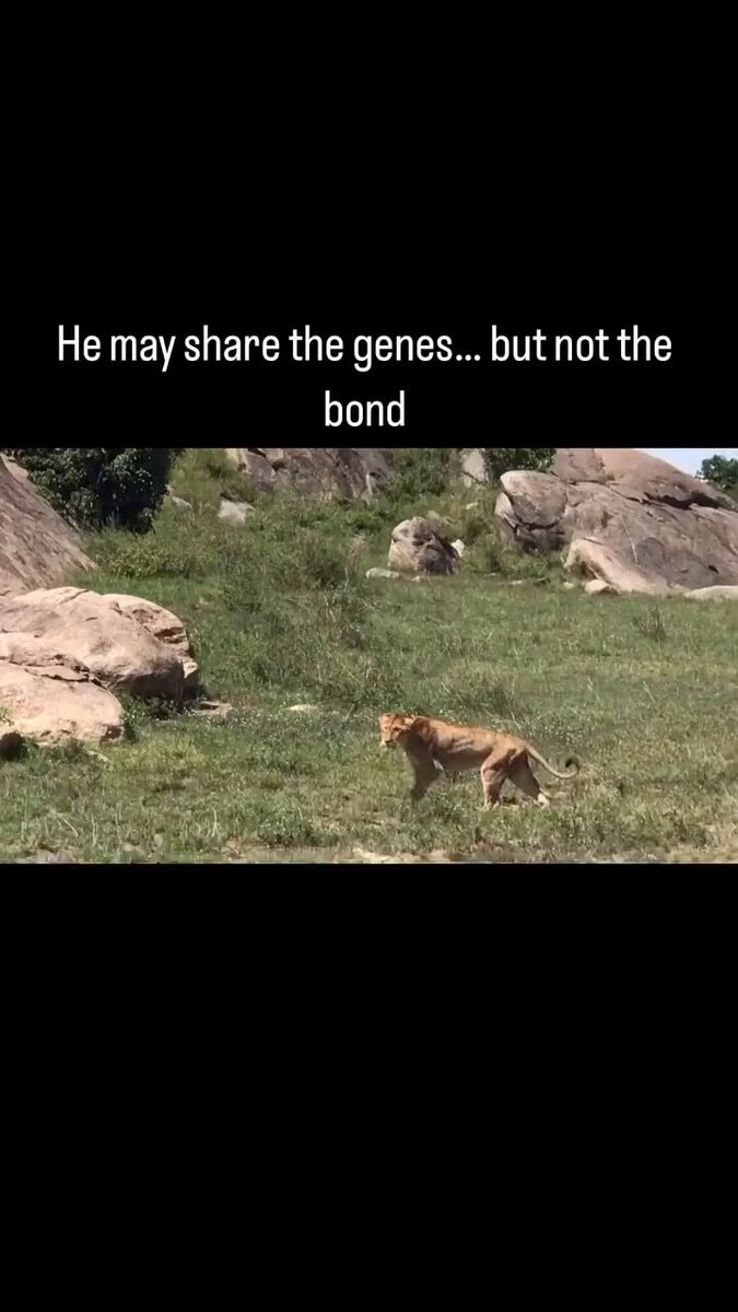 Rare lion conflict moment