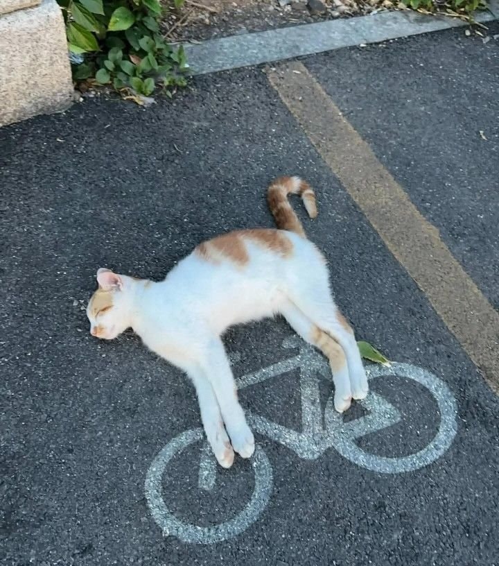 Cat sleeping on bicycle lane