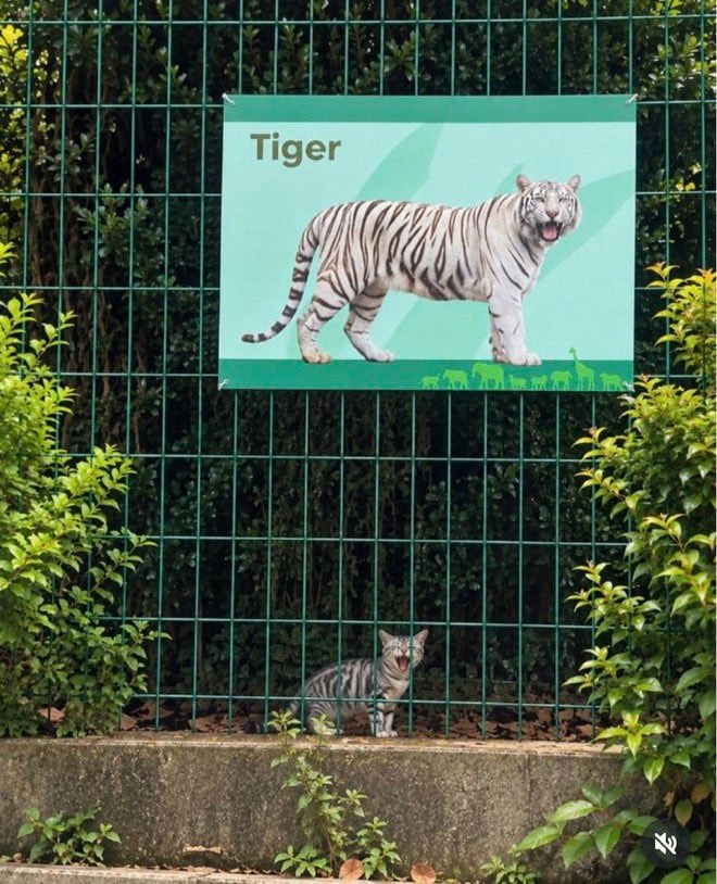 tabby cat looking like a tiger