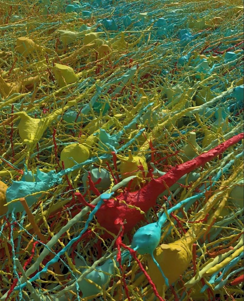 brain tissue at nanoscale resolution (photo 2 of 4)