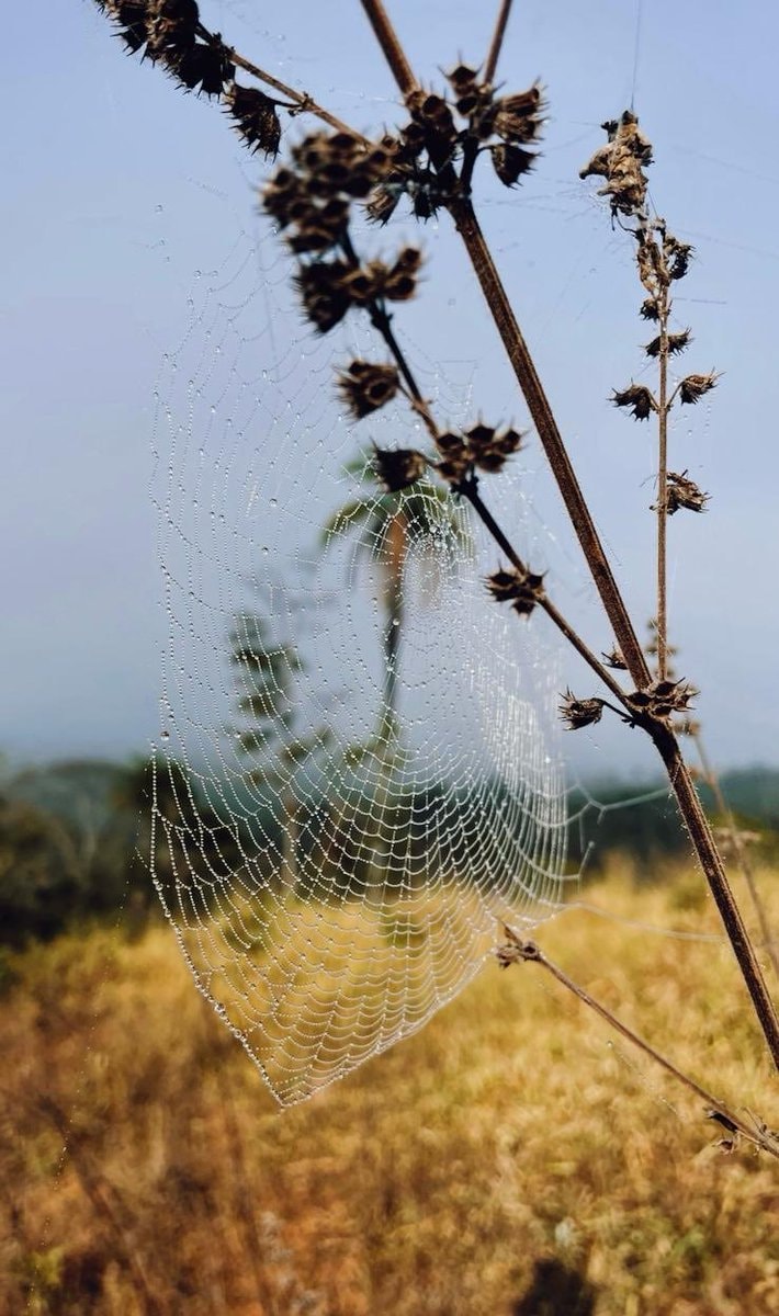 Spider web weaving process