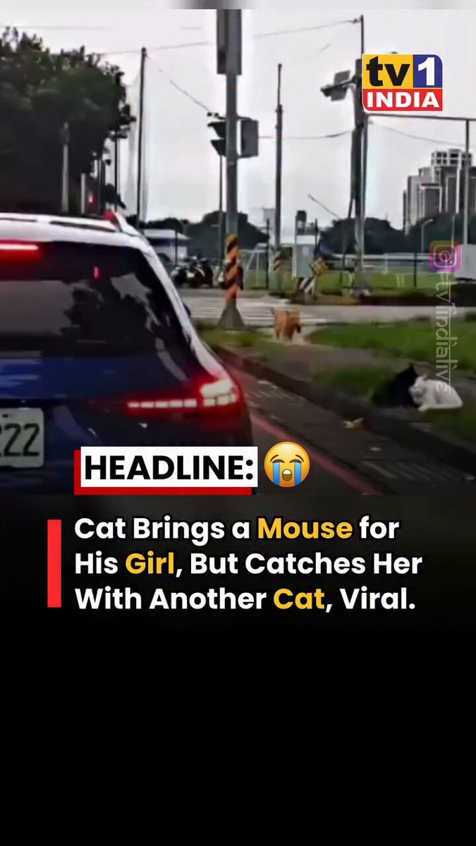 cats united by problem cats united by problem