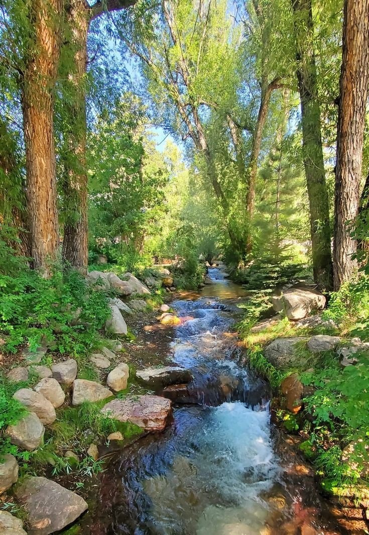 Forest vibe (photo 3 of 3)