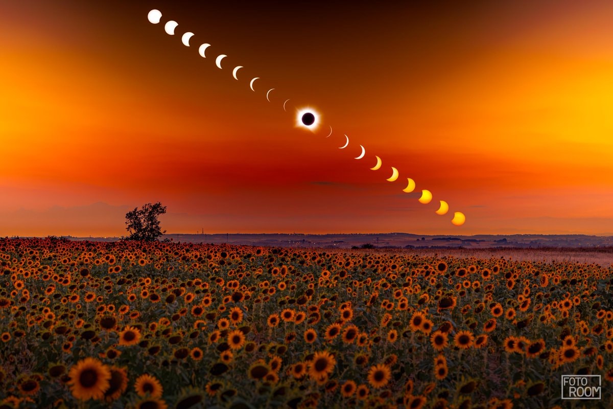 Eclipse over Spanish sunflower field