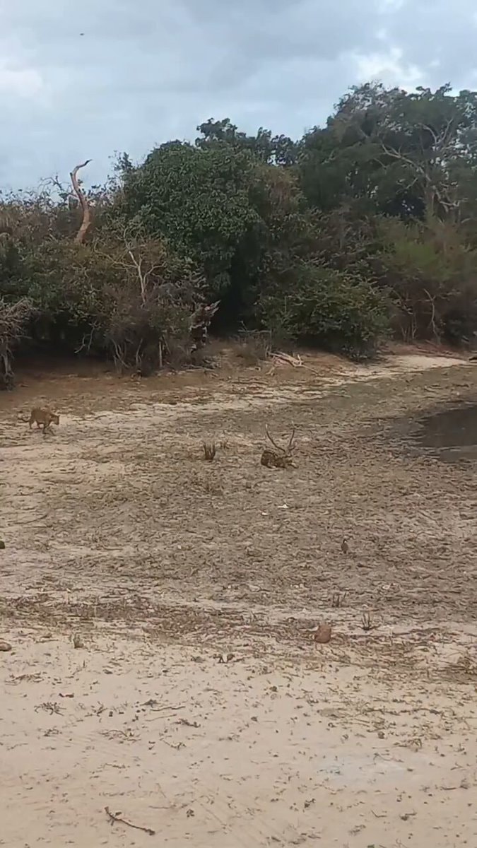 Lion walking near resting deer