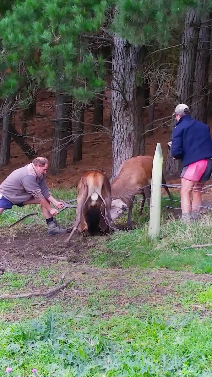 Men with deer in woods