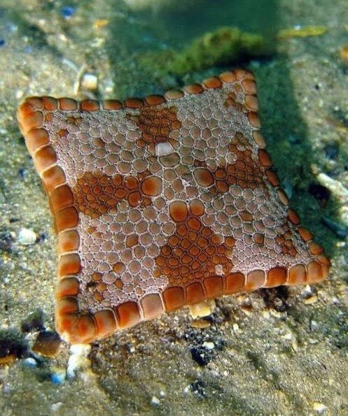 square starfish birth defect