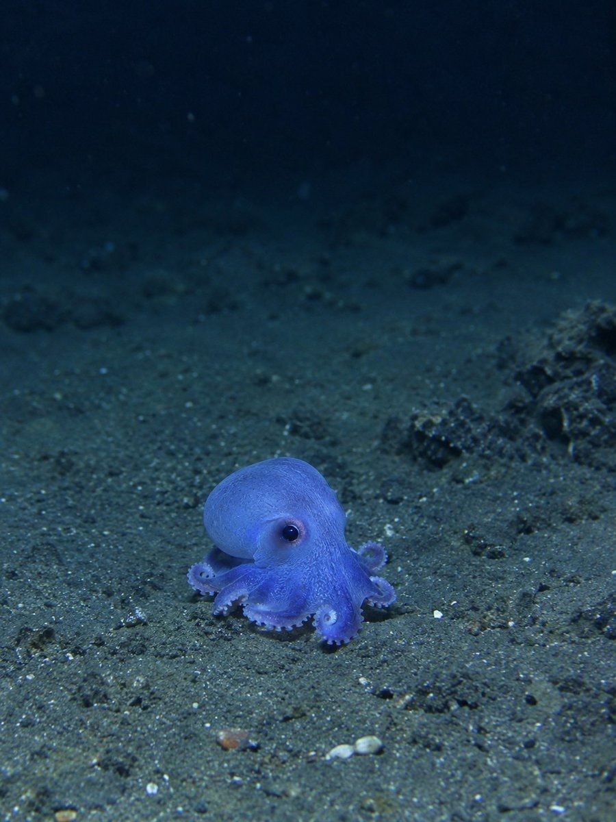 Blue octopus found near Darwin Island (photo 2 of 2)
