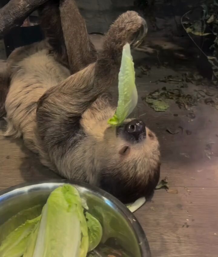 sloth eating lettuce