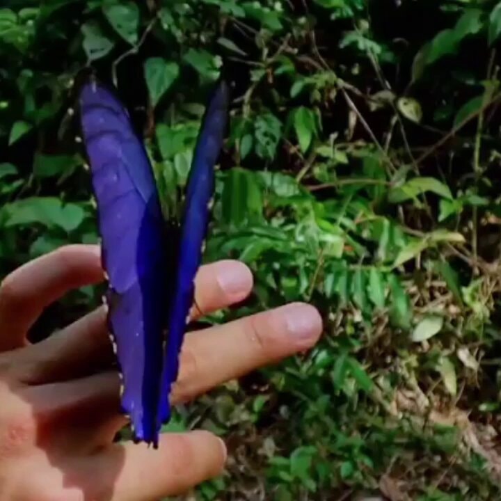 Blue butterfly on fingers