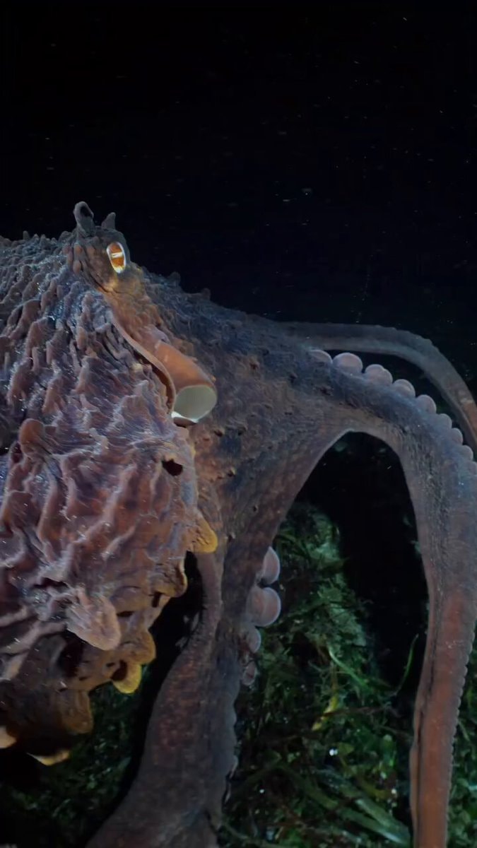 Giant Pacific Octopus seafloor stroll