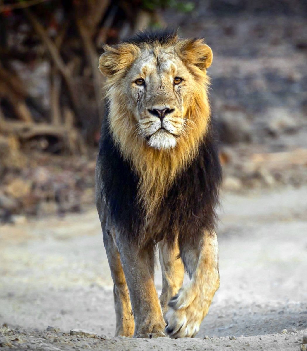 India Asiatic lion population growth