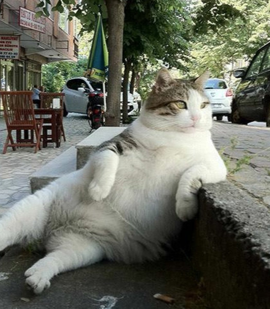 Tombili memorial cat statue in Turkey