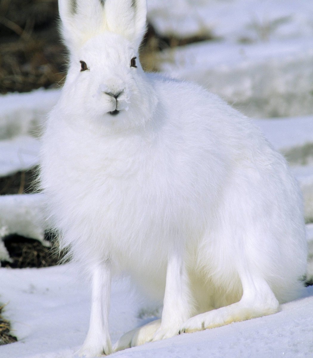 Arctic hares walking snowballs (photo 3 of 4)