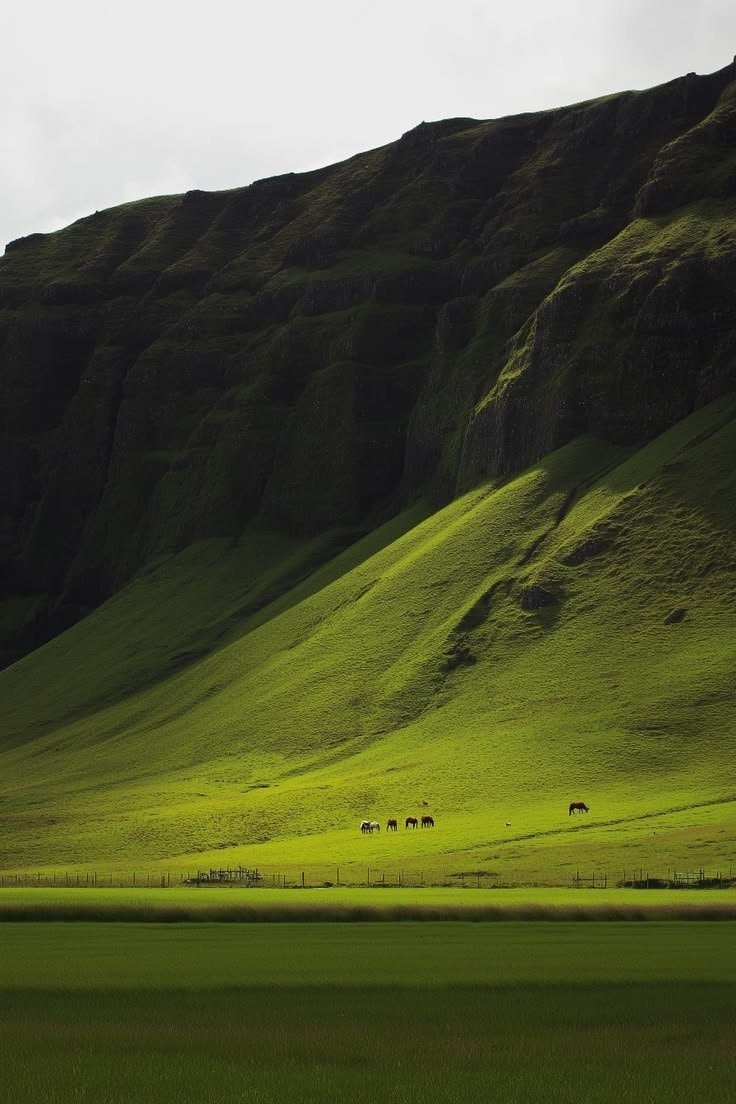 horses grazing Scotland (photo 1 of 4)