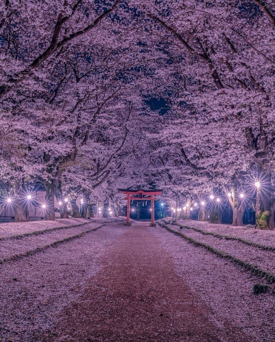 Japan night cherry blossoms