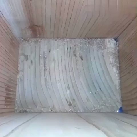 Bird builds nest and raises chicks