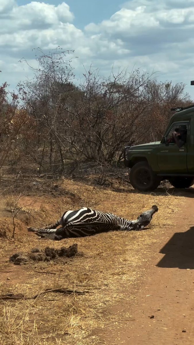 zebra bitten by venomous snake