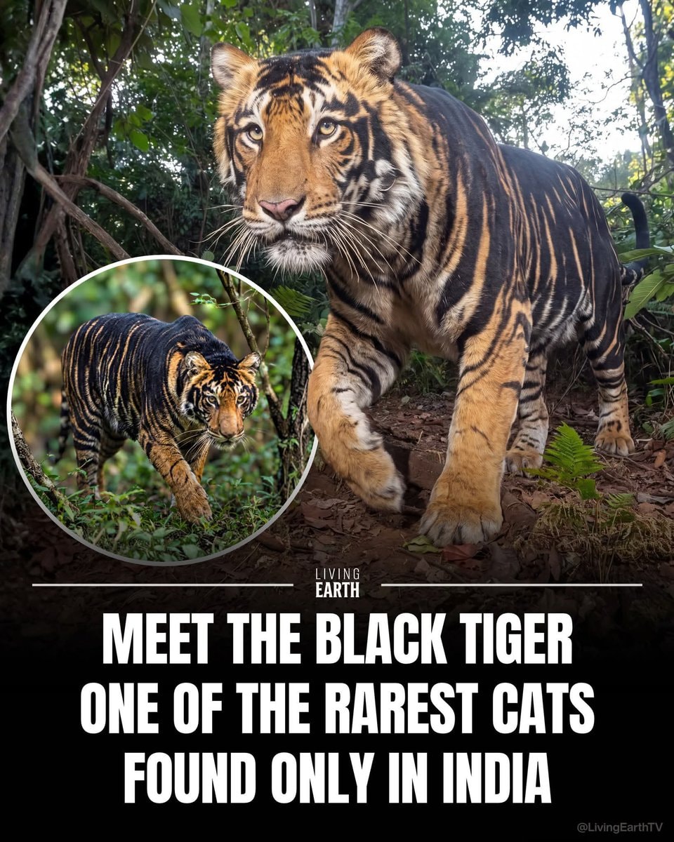 Pseudo-melanistic Bengal tiger in Similipal Pseudo-melanistic Bengal tiger in Similipal