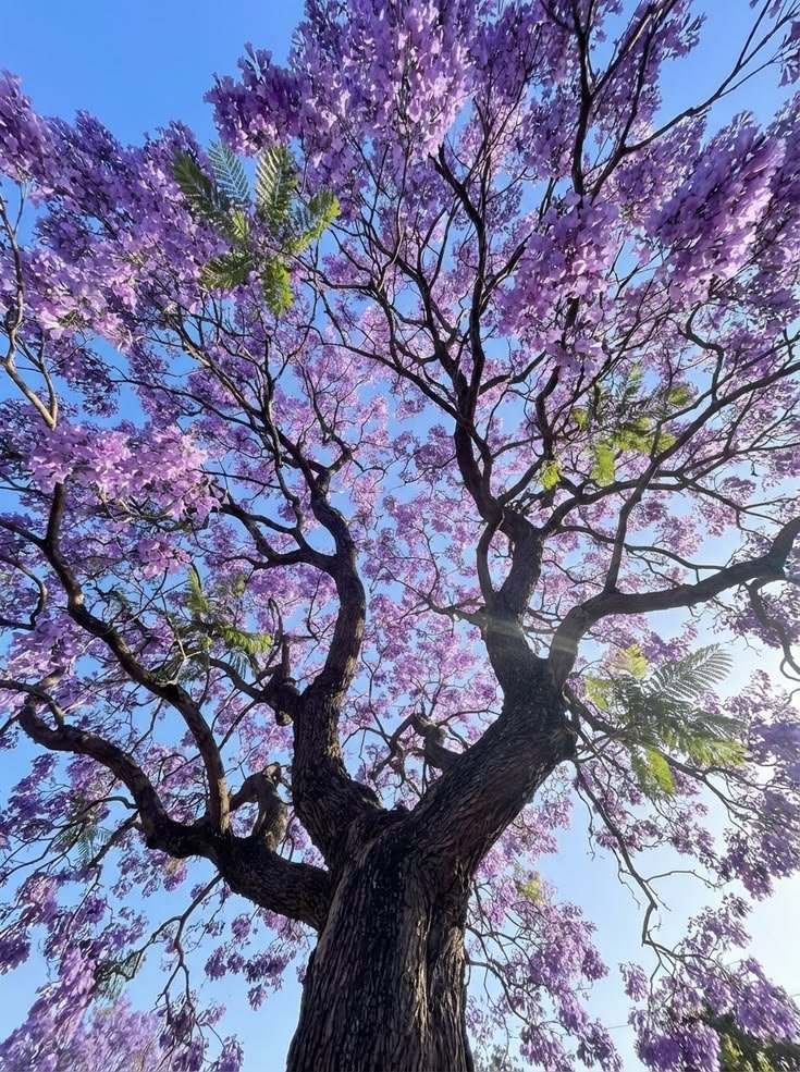 purple tree in bloom (photo 1 of 2)