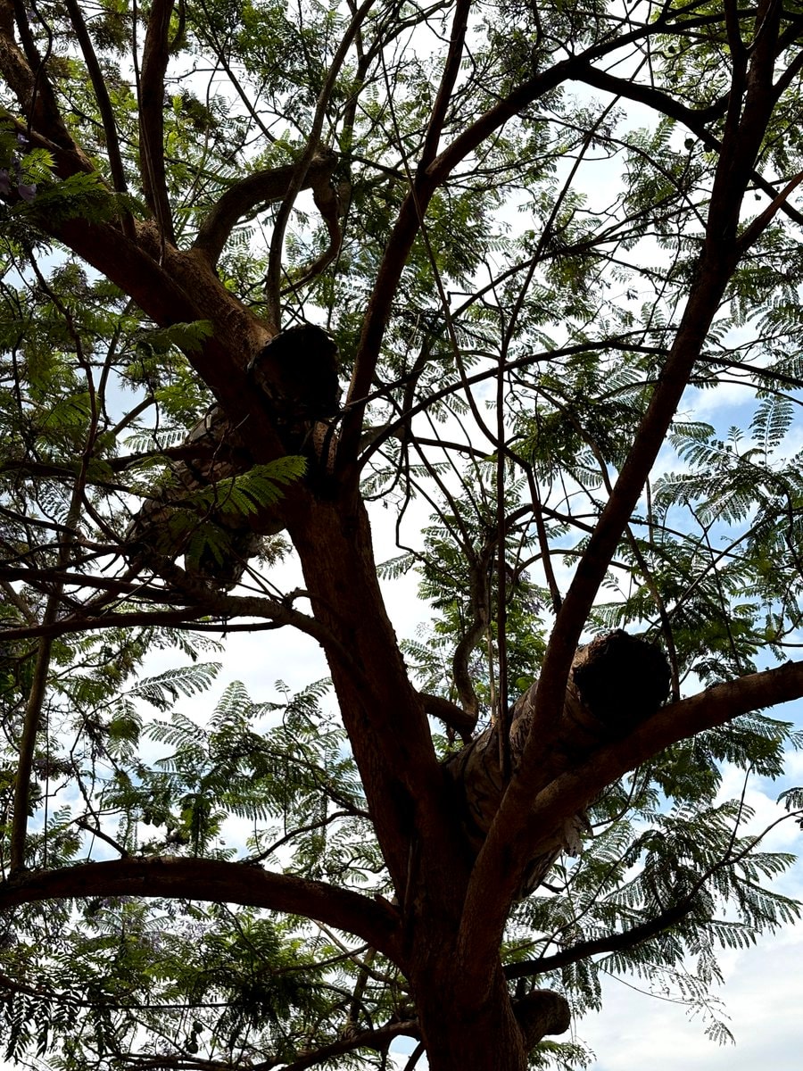 traditional bee catching method (photo 2 of 2)