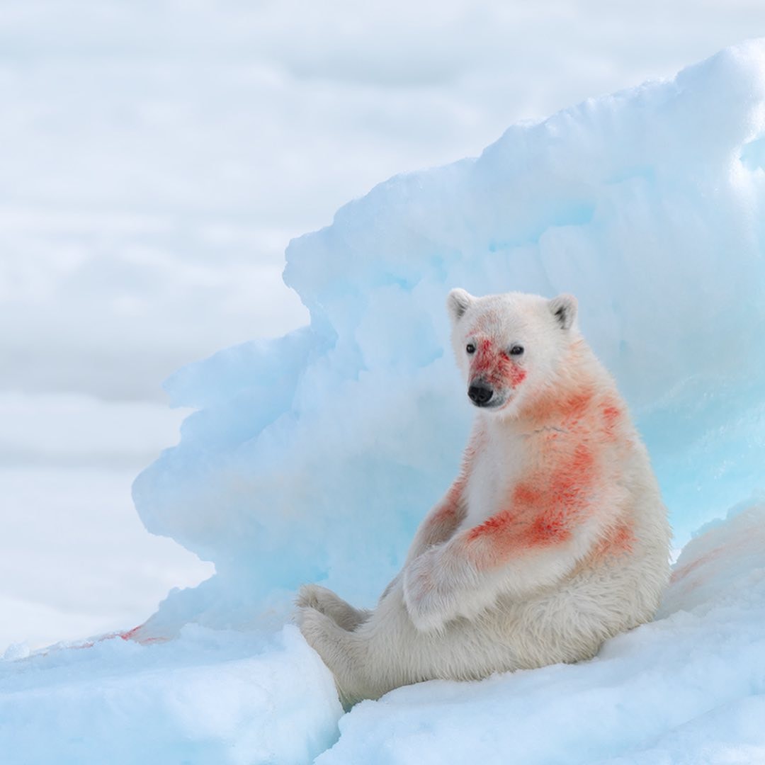 Polar bear cub Svalbard by Marsel van Oosten