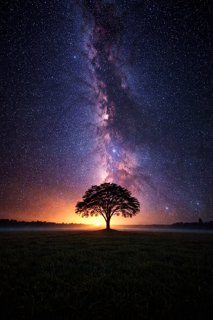 solitary tree under the Milky Way