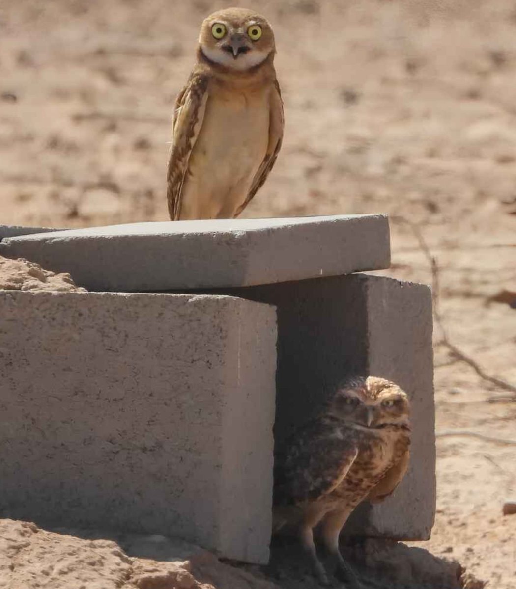 Arizona burrowing owls thrive at solar farm