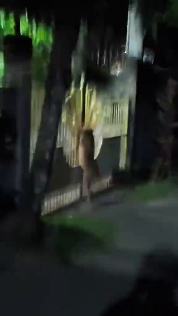 dog standing near a gate at night